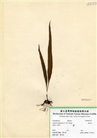 藏品(鱗瓦葦(長柄瓦葦))的圖片